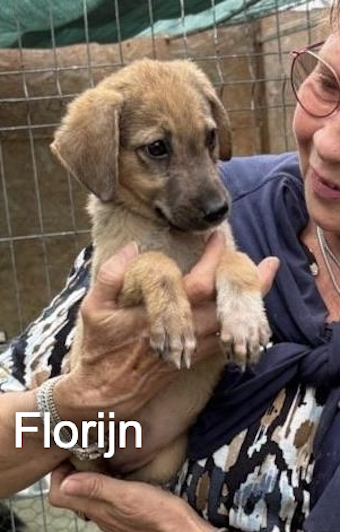 florijn