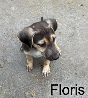 floris