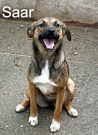 saar