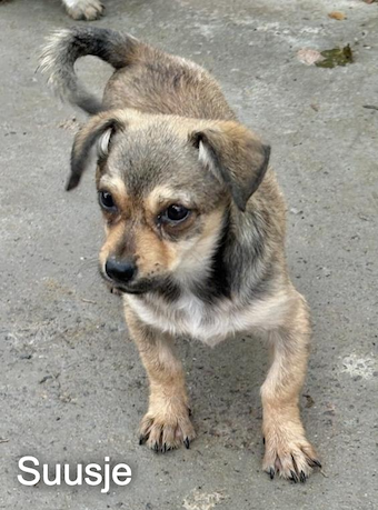 suusje