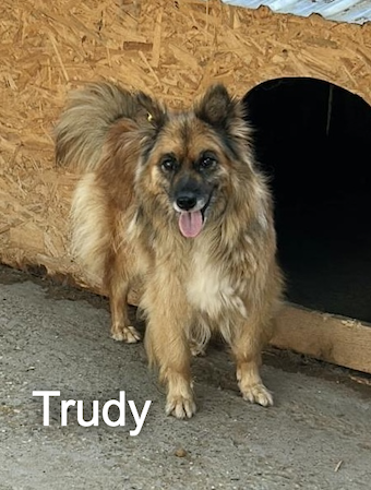 trudy