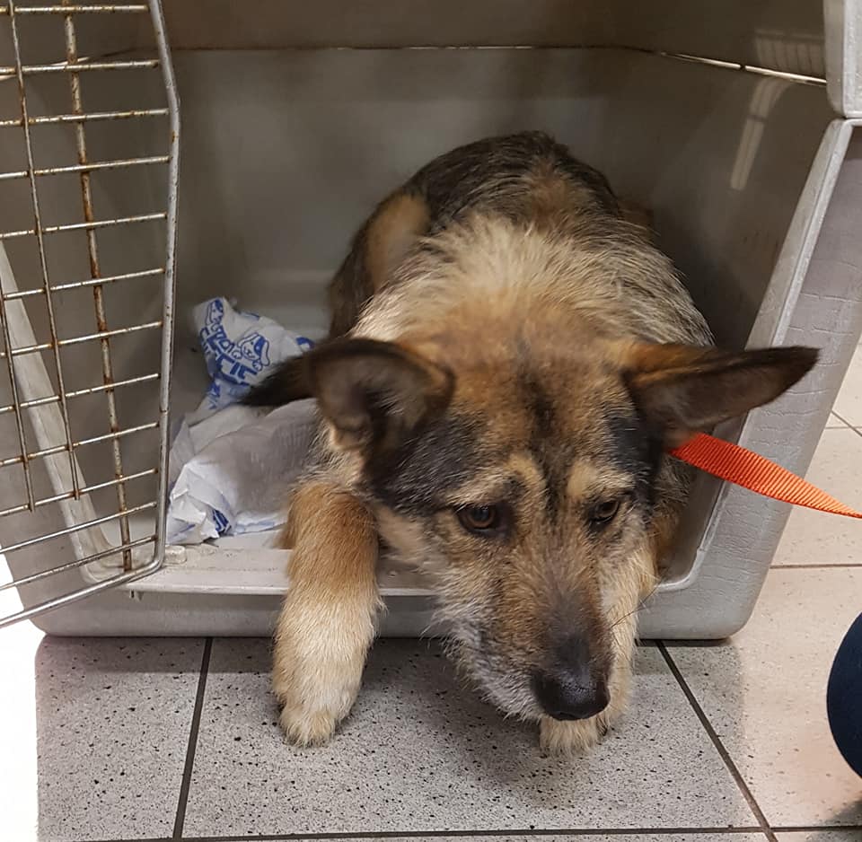 82836271 1028917880807323 1081702481458626560 n